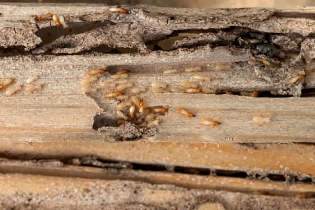Best Cockroach Control Services  in Glide, OR